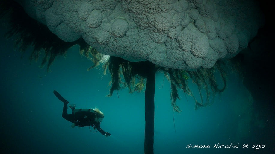 Dive into it